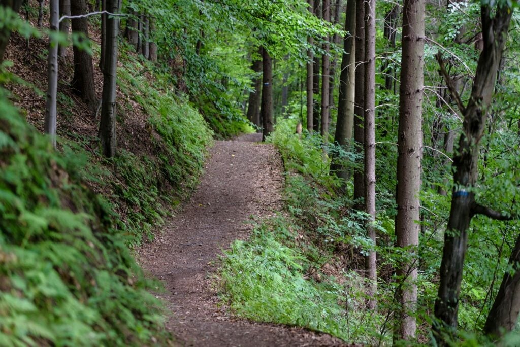 trail in louisiana