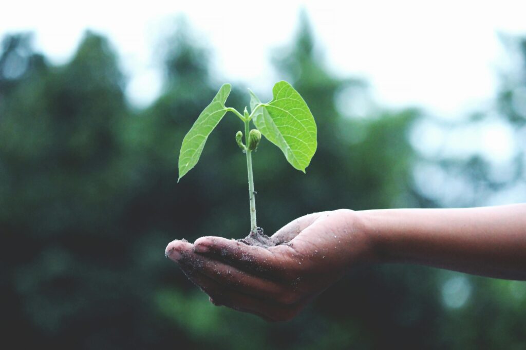 hand holding plant